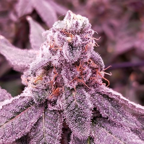 Trichome Orchards growlog photo: Rainbow Fritters #2. Day 57.