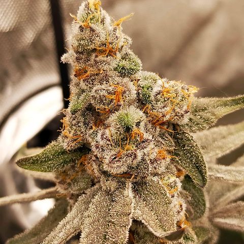 Trichome Orchards growlog photo: Rainbow Fritters #2. Day 57.