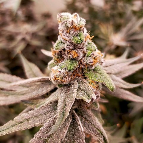 Trichome Orchards growlog photo: Rainbow Fritters #2. Day 57.