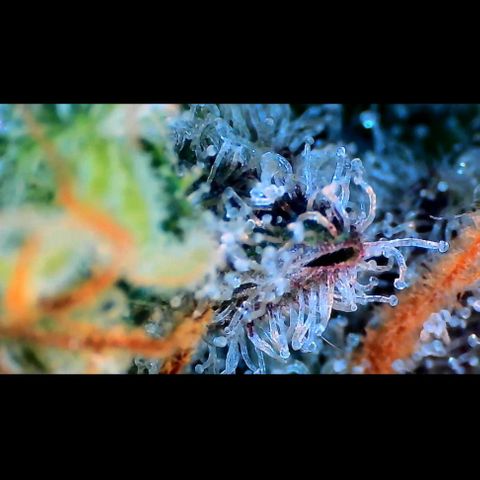 Trichome Orchards growlog photo: Rainbow Fritters #2. Day 57.