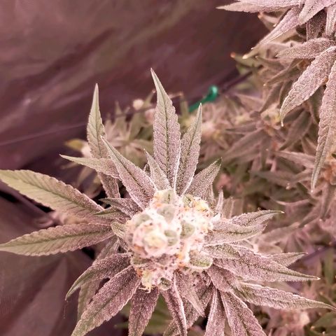 Trichome Orchards growlog photo: Rainbow Fritters #2. Day 57.