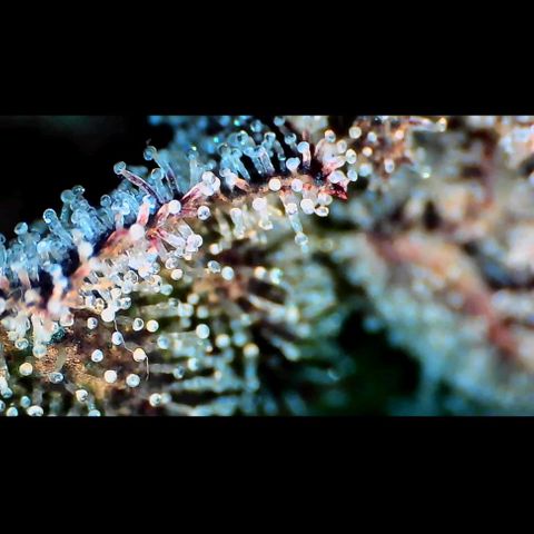 Trichome Orchards growlog photo: Ringz of Saturn. Day 57. 