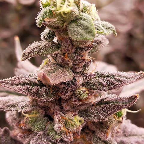 Trichome Orchards growlog photo: Ringz of Saturn. Day 57. 