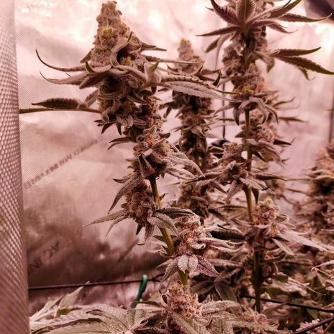 Trichome Orchards growlog photo: Rainbow Fritters #2. Day 57.