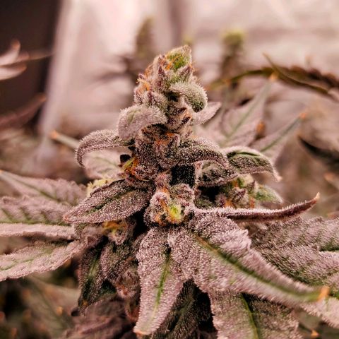 Trichome Orchards growlog photo: Ringz of Saturn. Day 57. 