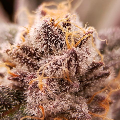 Trichome Orchards growlog photo: Rainbow Fritters #1. Day 57.