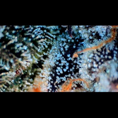 Trichome Orchards growlog photo: Ringz of Saturn. Day 57. 