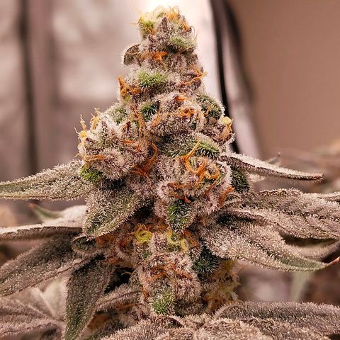 Trichome Orchards growlog photo: Rainbow Fritters #2. Day 57.