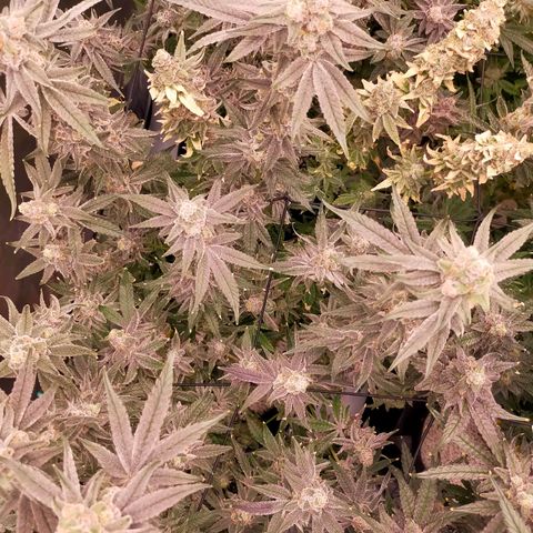 Trichome Orchards growlog photo: Rainbow Fritters #2. Day 57.