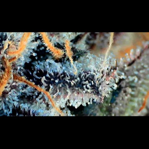 Trichome Orchards growlog photo: Rainbow Fritters #1. Day 57.