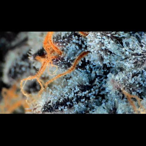 Trichome Orchards growlog photo: Rainbow Fritters #1. Day 57.