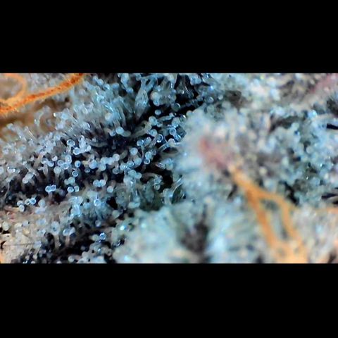 Trichome Orchards growlog photo: Rainbow Fritters #1. Day 57.