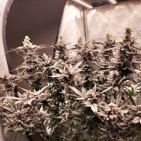Trichome Orchards growlog photo: Ringz of Saturn. Day 57. 