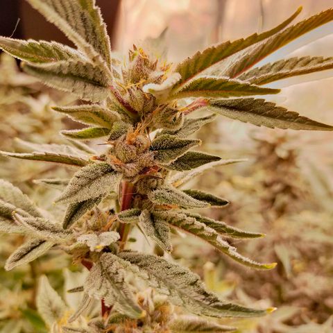 Trichome Orchards growlog photo: Pauly Walnuts. Day 57.