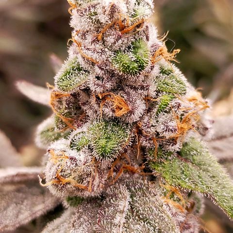 Trichome Orchards growlog photo: Rainbow Fritters #2. Day 57.