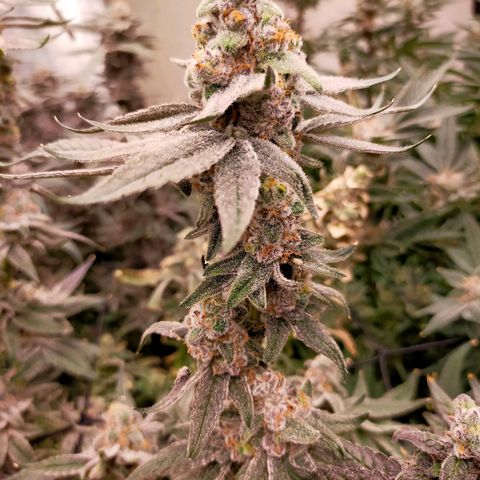 Trichome Orchards growlog photo: Rainbow Fritters #2. Day 57.