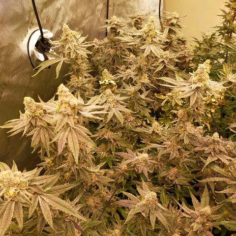 Trichome Orchards growlog photo: Rainbow Fritters #2. Day 57.