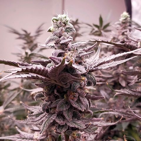 Trichome Orchards growlog photo: Ringz of Saturn. Day 57. 