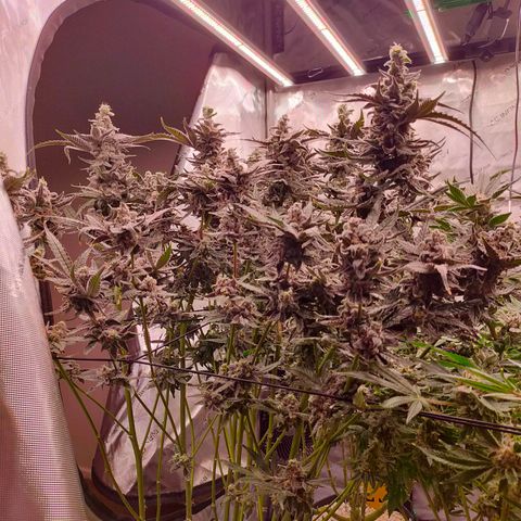 Trichome Orchards growlog photo: Ringz of Saturn. Day 57. 