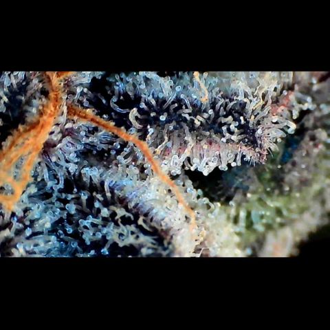 Trichome Orchards growlog photo: Rainbow Fritters #1. Day 57.