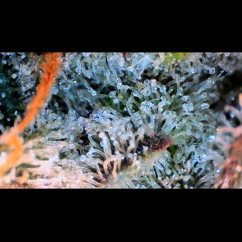 Trichome Orchards growlog photo: Rainbow Fritters #2. Day 57.