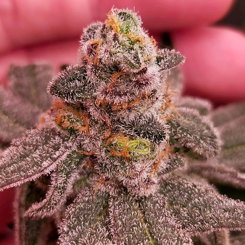 Trichome Orchards growlog photo: Rainbow Fritters #2. Day 57.