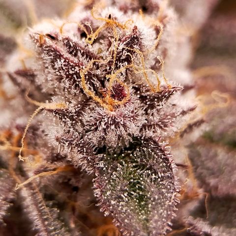 Trichome Orchards growlog photo: Rainbow Fritters #1. Day 57.