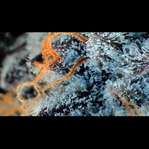 Trichome Orchards growlog photo: Rainbow Fritters #1. Day 57.