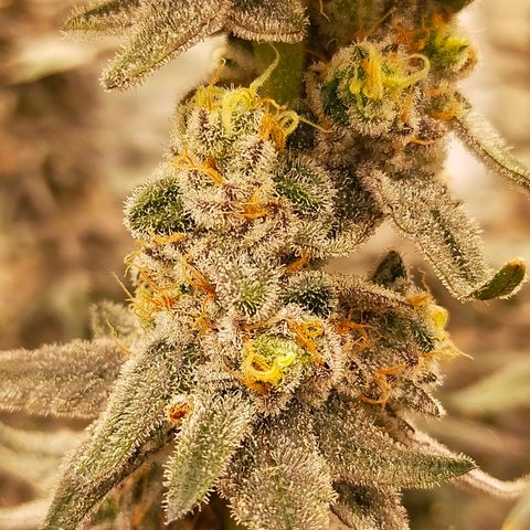 Trichome Orchards growlog photo: Rainbow Fritters #2. Day 57.