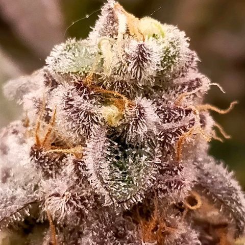 Trichome Orchards growlog photo: Rainbow Fritters #2. Day 57.