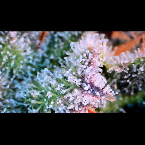 Trichome Orchards growlog photo: Pauly Walnuts. Day 57.