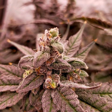 Trichome Orchards growlog photo: Ringz of Saturn. Day 57. 