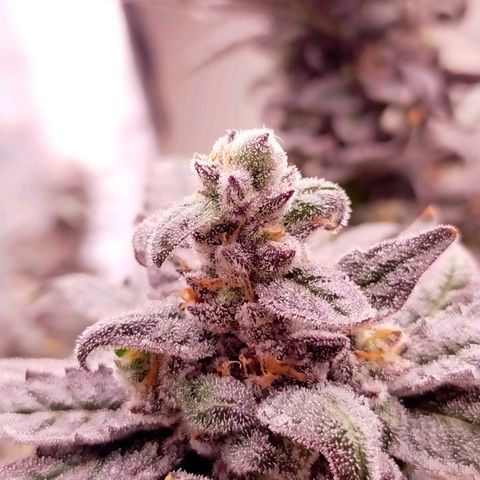 Trichome Orchards growlog photo: Ringz of Saturn. Day 57. 
