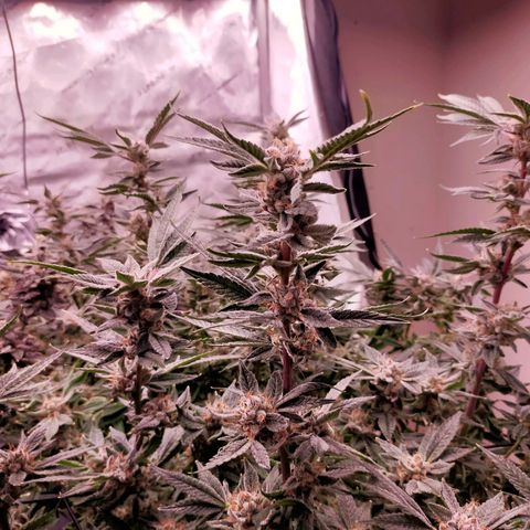 Trichome Orchards growlog photo: Pauly Walnuts. Day 57.