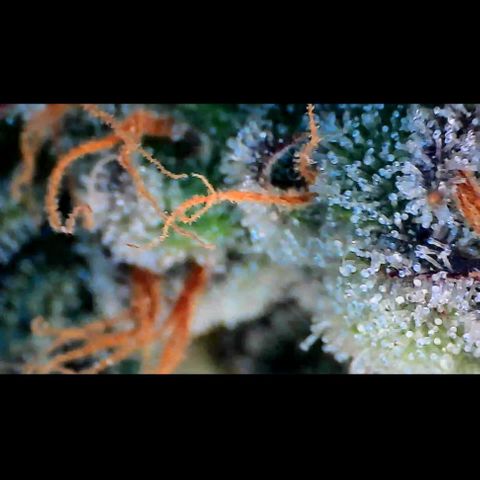 Trichome Orchards growlog photo: Pauly Walnuts. Day 57.