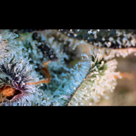 Trichome Orchards growlog photo: Rainbow Fritters #2. Day 57.