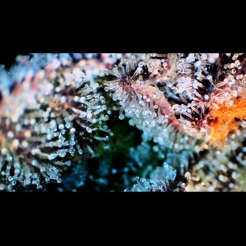 Trichome Orchards growlog photo: Ringz of Saturn. Day 57. 