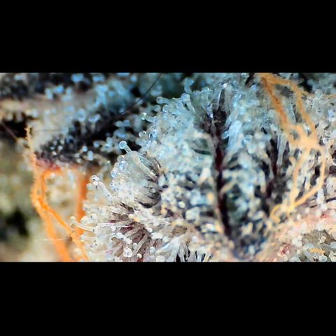 Trichome Orchards growlog photo: Rainbow Fritters #1. Day 57.