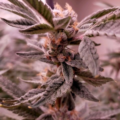 Trichome Orchards growlog photo: Pauly Walnuts. Day 57.