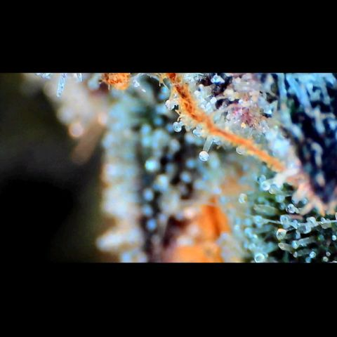 Trichome Orchards growlog photo: Ringz of Saturn. Day 57. 