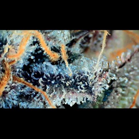 Trichome Orchards growlog photo: Rainbow Fritters #1. Day 57.
