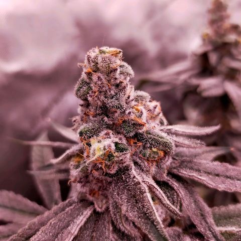 Trichome Orchards growlog photo: Rainbow Fritters #2. Day 57.