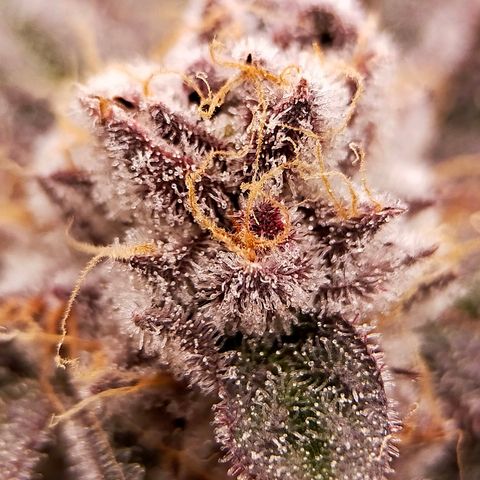 Trichome Orchards growlog photo: Rainbow Fritters #1. Day 57.