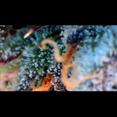 Trichome Orchards growlog photo: Pauly Walnuts. Day 57.
