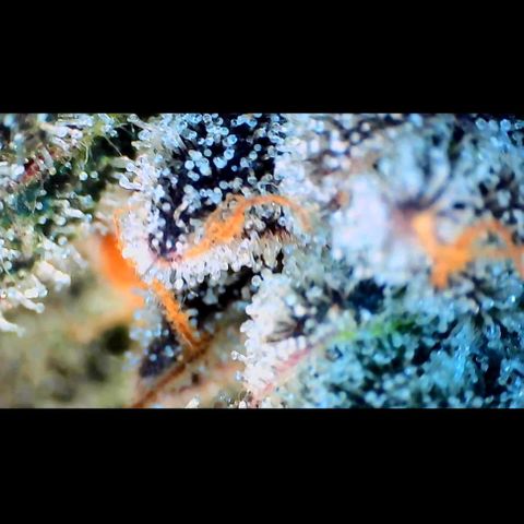 Trichome Orchards growlog photo: Ringz of Saturn. Day 57. 