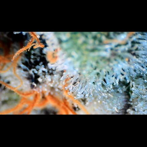 Trichome Orchards growlog photo: Rainbow Fritters #2. Day 57.
