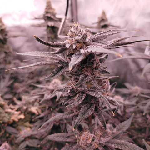 Trichome Orchards growlog photo: Rainbow Fritters #1. Day 57.