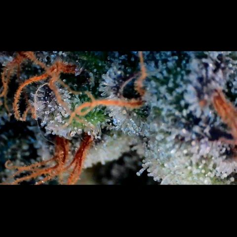 Trichome Orchards growlog photo: Pauly Walnuts. Day 57.