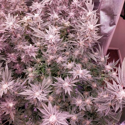 Trichome Orchards growlog photo: Pauly Walnuts. Day 57.