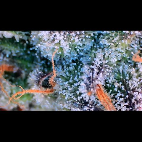 Trichome Orchards growlog photo: Pauly Walnuts. Day 57.